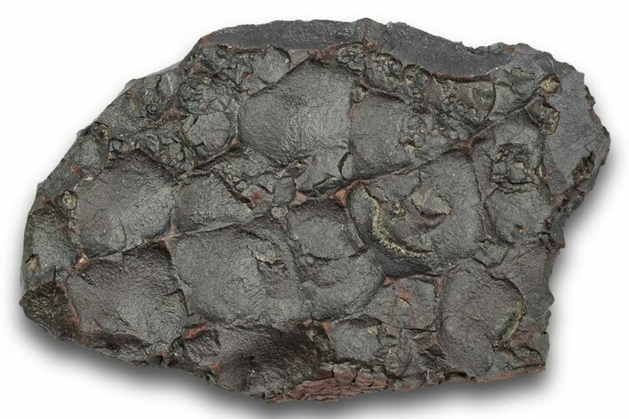 Dragon Scale Stone (Iron, Manganese, Siderite Nodule) #244973